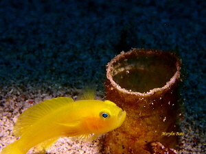 Little yellow Goby protecting it's home by Marylin Batt 
